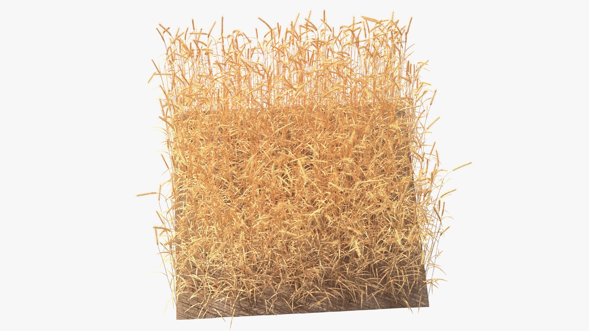 3D wheat 2 model https://p.turbosquid.com/ts-thumb/DL/9Qpjw7/gCKR50Ri/wheatcollection23dsmodel010/jpg/1599716725/1920x1080/fit_q87/41776e07a6625c726b2a09ed384112e9a1b98266/wheatcollection23dsmodel010.jpg