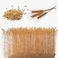 Wheat Collection 2