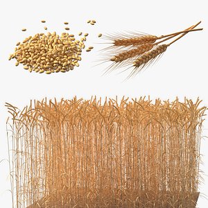Wheat Collection 2