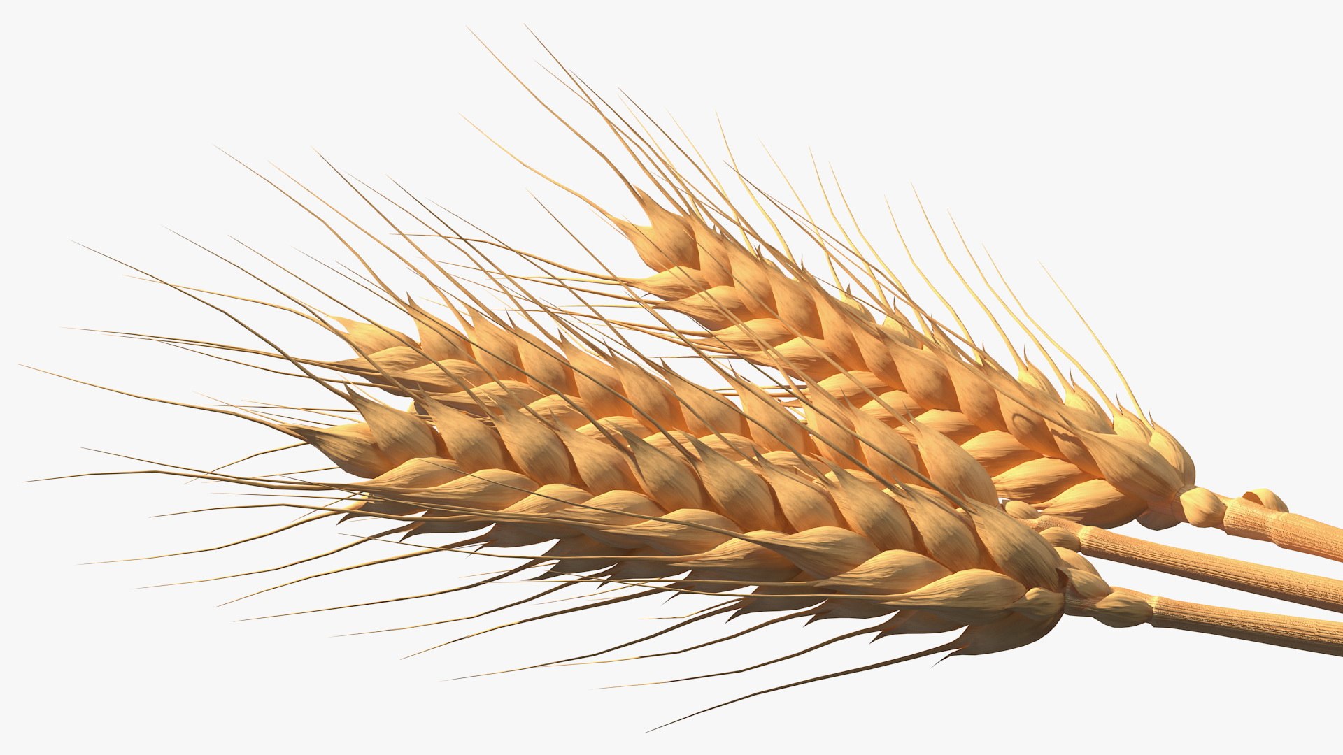 3D wheat 2 model https://p.turbosquid.com/ts-thumb/DL/9Qpjw7/jkjrLsjn/wheatcollection23dsmodel021/jpg/1599716754/1920x1080/fit_q87/a90a448d7b299d16b18b492d6ee67be1c0713c2b/wheatcollection23dsmodel021.jpg
