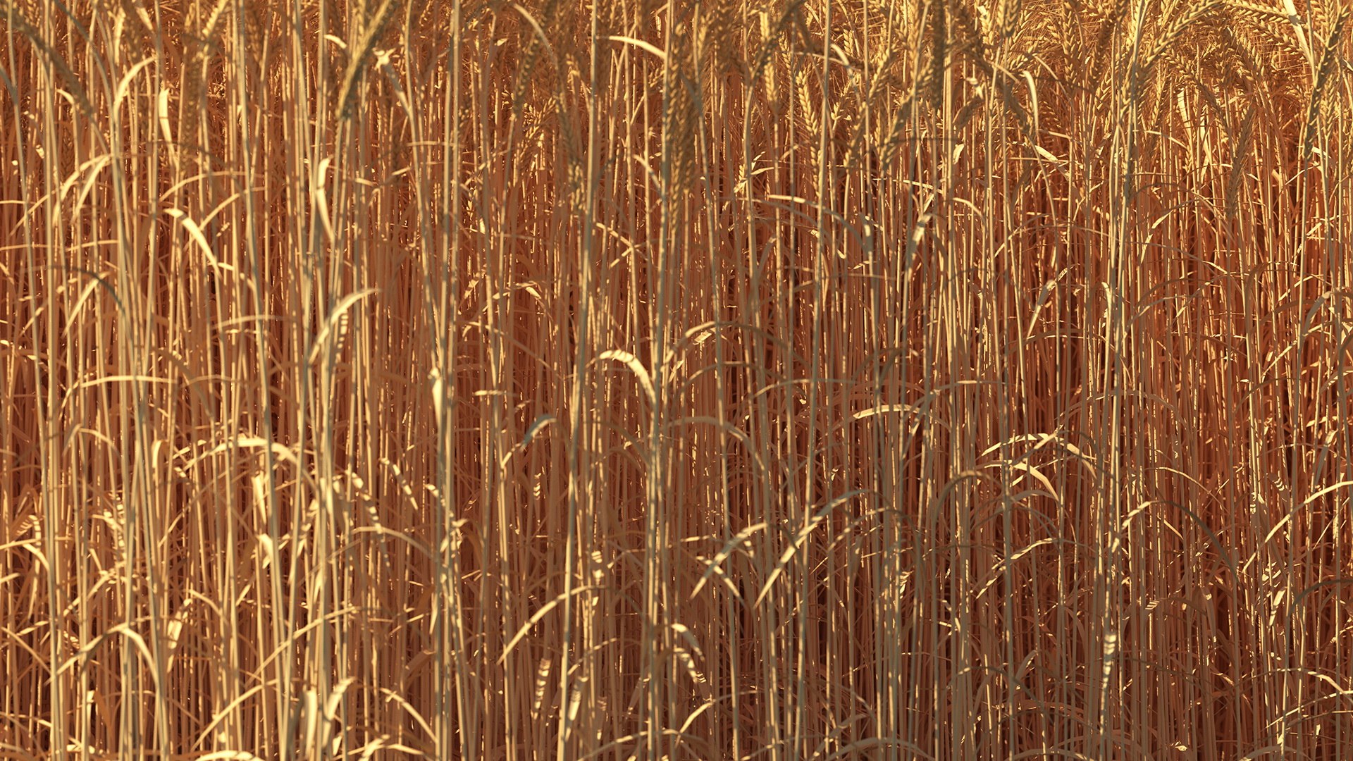 3D wheat 2 model https://p.turbosquid.com/ts-thumb/DL/9Qpjw7/pBsuOvkk/wheatcollection23dsmodel009/jpg/1599716722/1920x1080/fit_q87/0b444f807c959f4ed52a1a79740b2e81b6a65791/wheatcollection23dsmodel009.jpg
