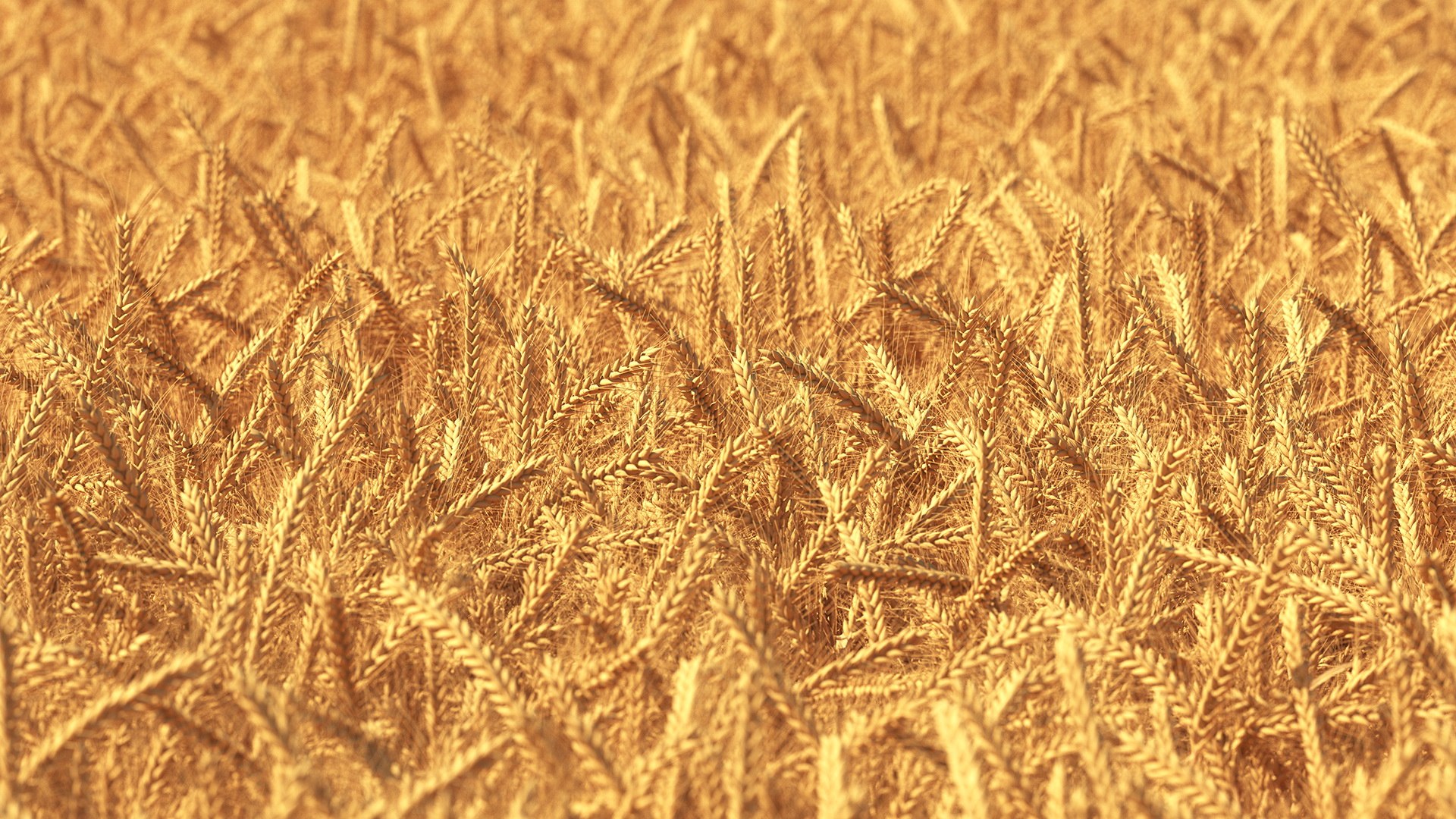 3D wheat 2 model https://p.turbosquid.com/ts-thumb/DL/9Qpjw7/waJfwLq4/wheatcollection23dsmodel008/jpg/1599716720/1920x1080/fit_q87/d8d38d11c9bd6ae0efad87cfac2f527055994f35/wheatcollection23dsmodel008.jpg