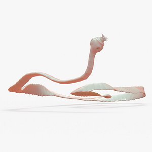 tapeworm 3D model