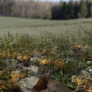 pbr knotweed meadow patch 3D