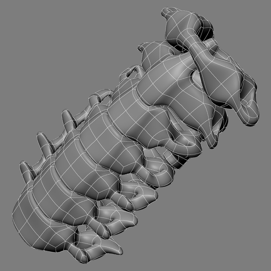 Anatomical Skull 3d Model