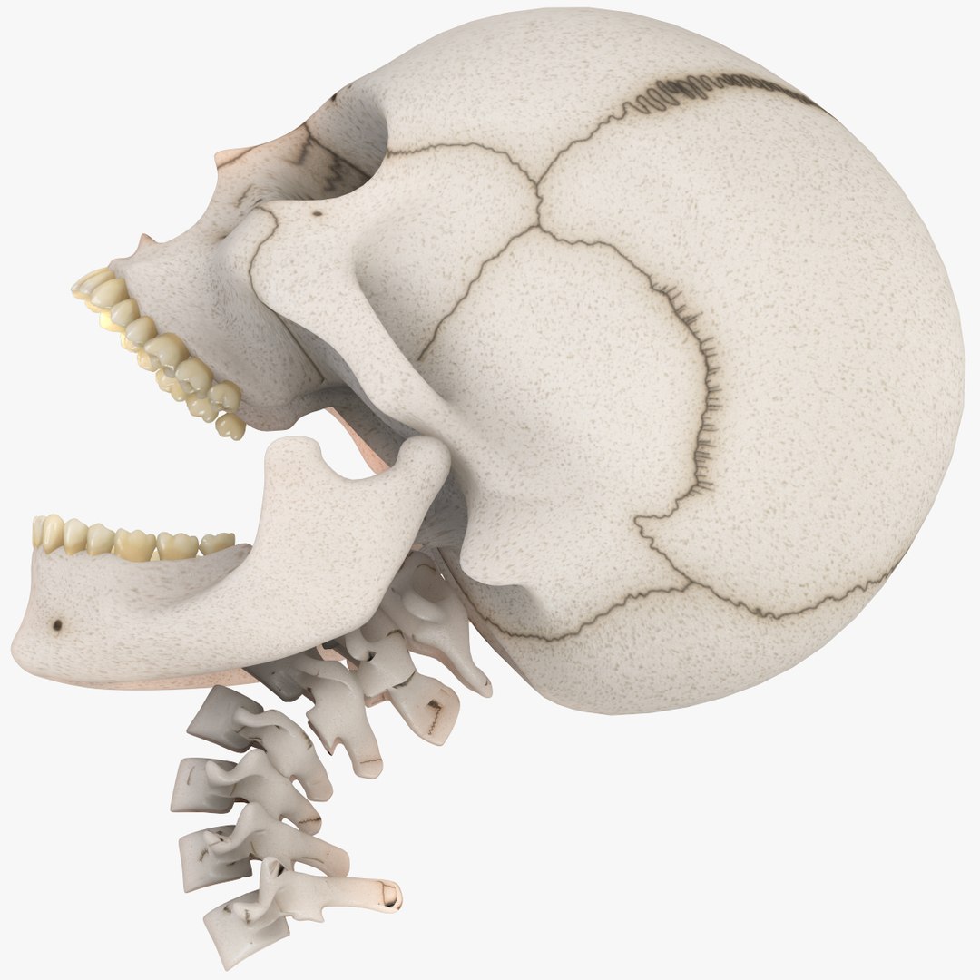 Anatomical Skull 3d Model