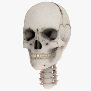 anatomical skull 3d model