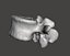 Human vertebrae
