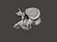 Human vertebrae