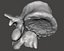 Human vertebrae
