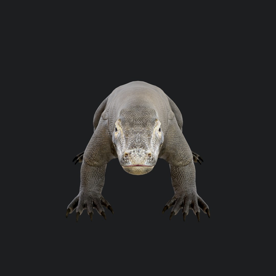 3D Komodo Dragon https://p.turbosquid.com/ts-thumb/DL/b1PAVW/Oe/komododragon_101/jpg/1773982295/1920x1080/fit_q87/fa92e310642c7fcd790d8dbdf5725ff96b05c259/komododragon_101.jpg