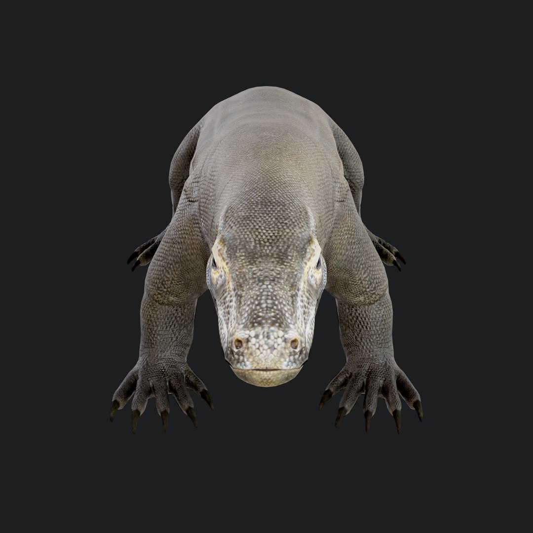 3D Komodo Dragon https://p.turbosquid.com/ts-thumb/DL/b1PAVW/S8/komododragon_106/jpg/1773982298/1920x1080/fit_q87/1af1b8aba8452ca10e1e63ca256dcd6c2aa05ee9/komododragon_106.jpg