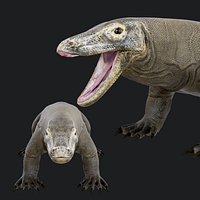 Komodo Dragon