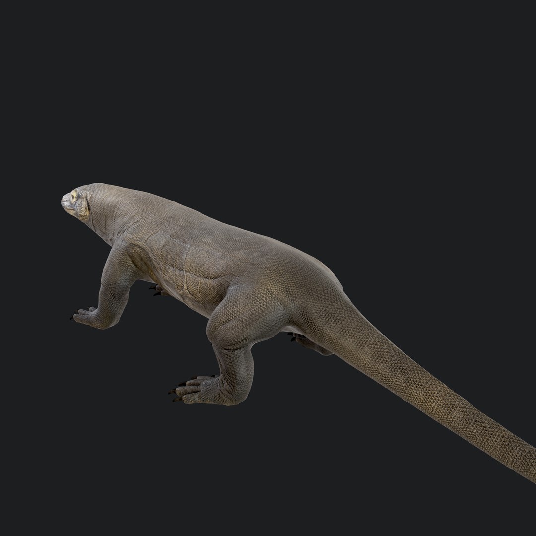 3D Komodo Dragon https://p.turbosquid.com/ts-thumb/DL/b1PAVW/yb/komododragon_104/jpg/1773982298/1920x1080/fit_q87/2ae8302d61f8872b136dee9cd516a52147fc0fbe/komododragon_104.jpg