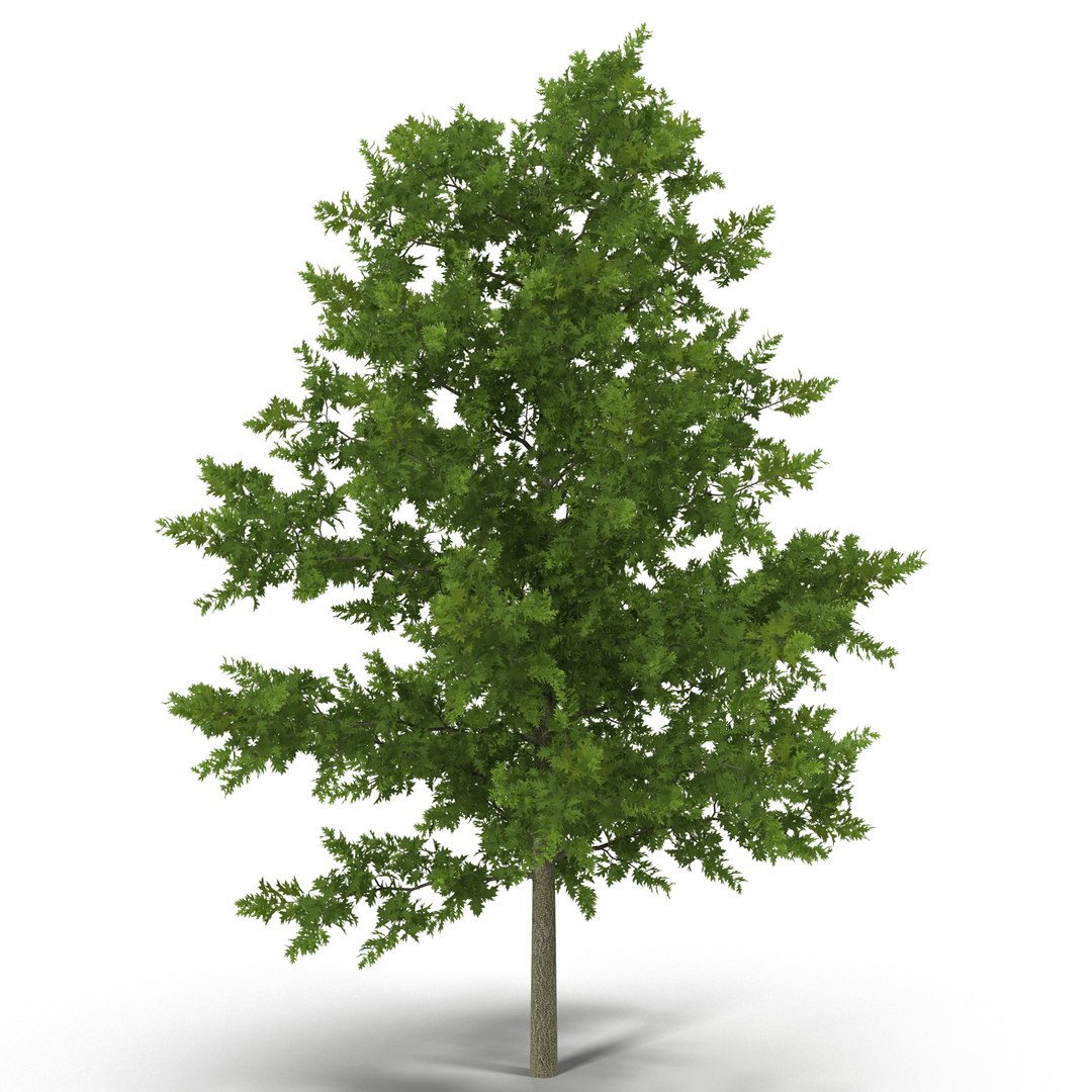 Red Oak Young Tree Summer 3D model preview