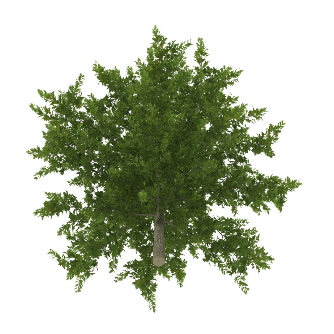 Red Oak Young Tree 3d Model
