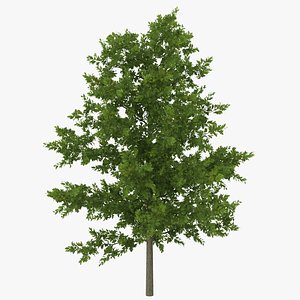 Red Oak Young Tree Summer