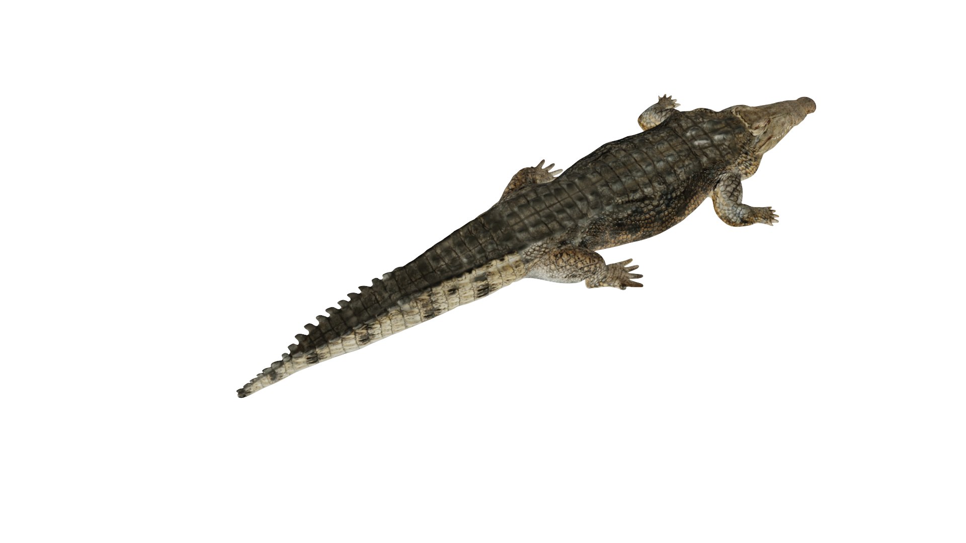 3D Model Crocodile - TurboSquid 1880075