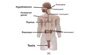 3D Male Endocrine Glands