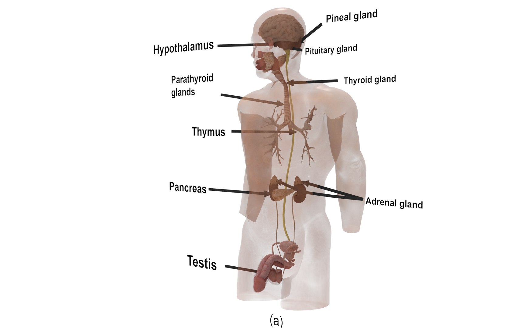 3D Male Endocrine Glands - TurboSquid 2140385