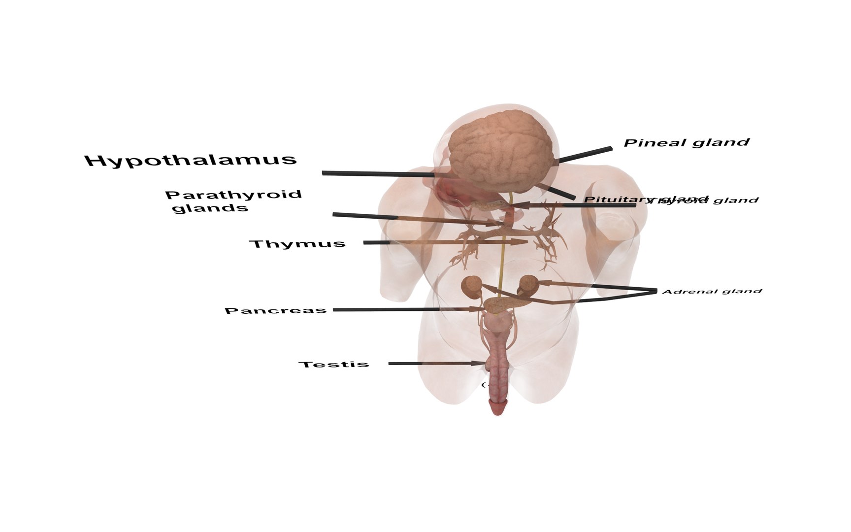 3D Male Endocrine Glands - TurboSquid 2140385