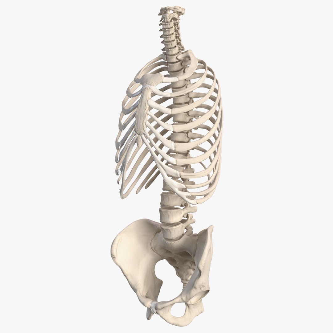 Male Torso Skeleton 3D model preview