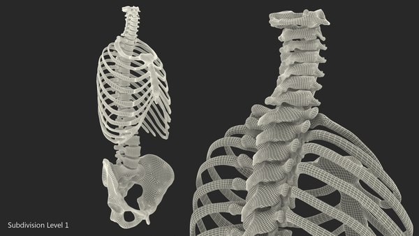 3D male torso skeleton bones - TurboSquid 1458546