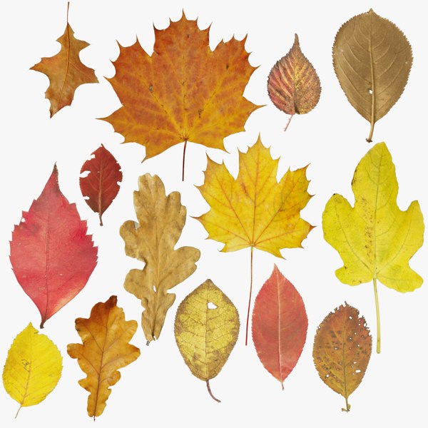 Oak Leaves 3D Models for Download | TurboSquid