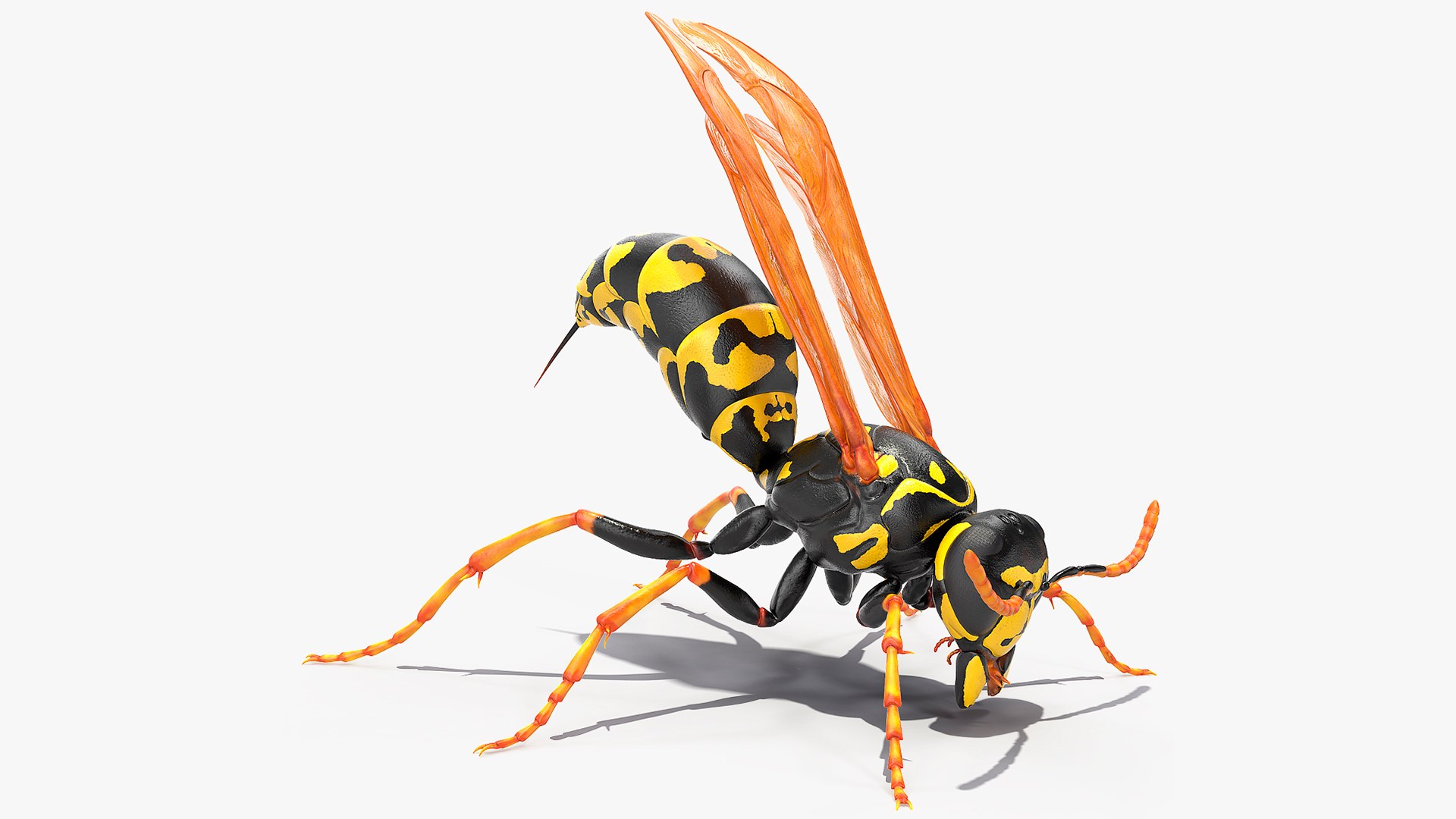 Paper Wasp Rigged for Cinema 4D 3D model preview