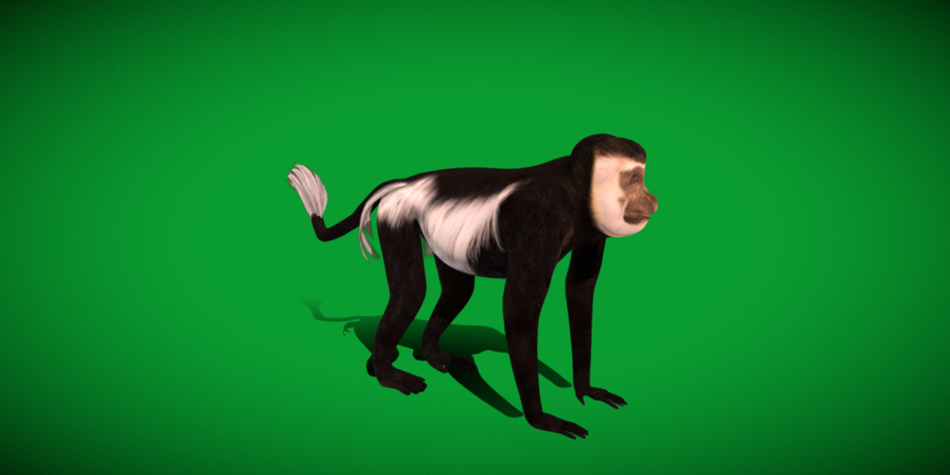 3D Black White Colobus Monkey Model - TurboSquid 2397291