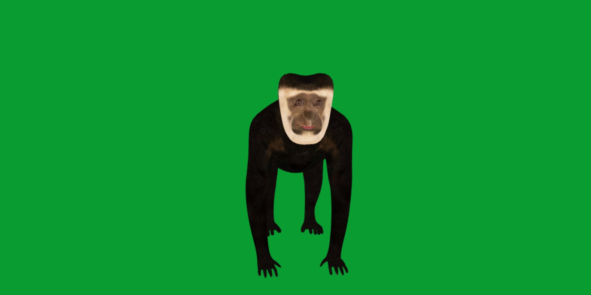 3D Black White Colobus Monkey Model - TurboSquid 2397291