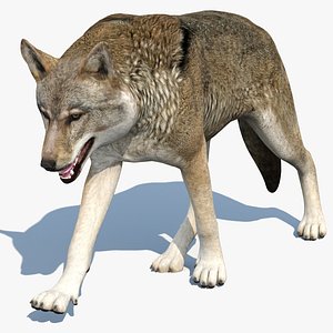 wolf animal red 3D model