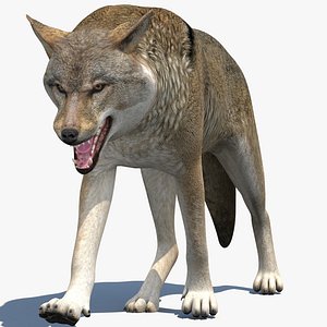 Animated Red Wolf