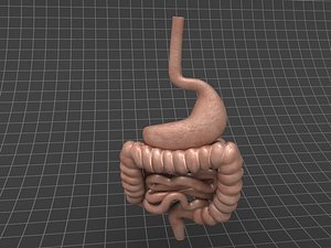 Digestive Intestinal Tract (Anatomy)