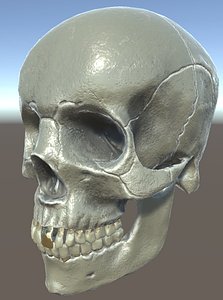 human skull 3D model