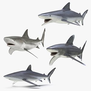 Sharks Rigged Collection 3 for Maya