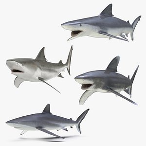 Sharks Rigged Collection 3 for Maya