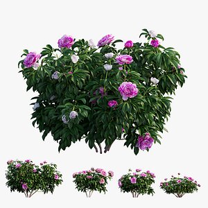 Peony plant set 04
