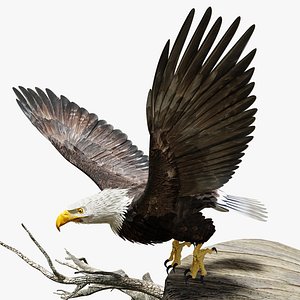 3D Bald Eagle - BLENDER