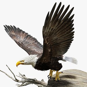 Bald Eagle - BLENDER