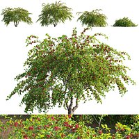 Cotoneaster salicifolius - Willowleaf cotoneaster 02