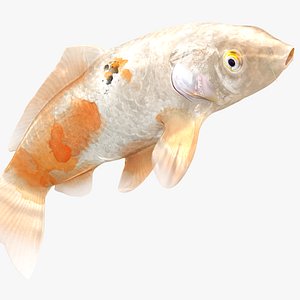 Japanese Carp Fish Rigged L1765 3D model