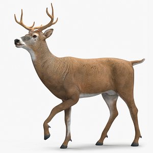 Virginia Deer Rigged for Cinema 4D 3D