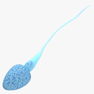 3D Sperm model