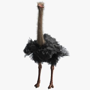 Ostrich