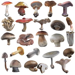 Mushrooms Collection 3D model