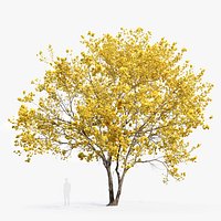 Yellow poui