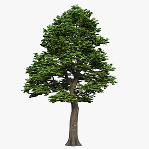 tree maple 3D model