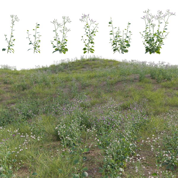 3D Cyanthillium cinereum - Little ironweed