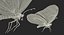 Monarch Butterfly Rigged 3D Model